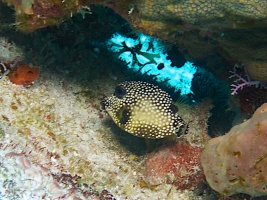 Juvenile Trunkfish IMG 5188